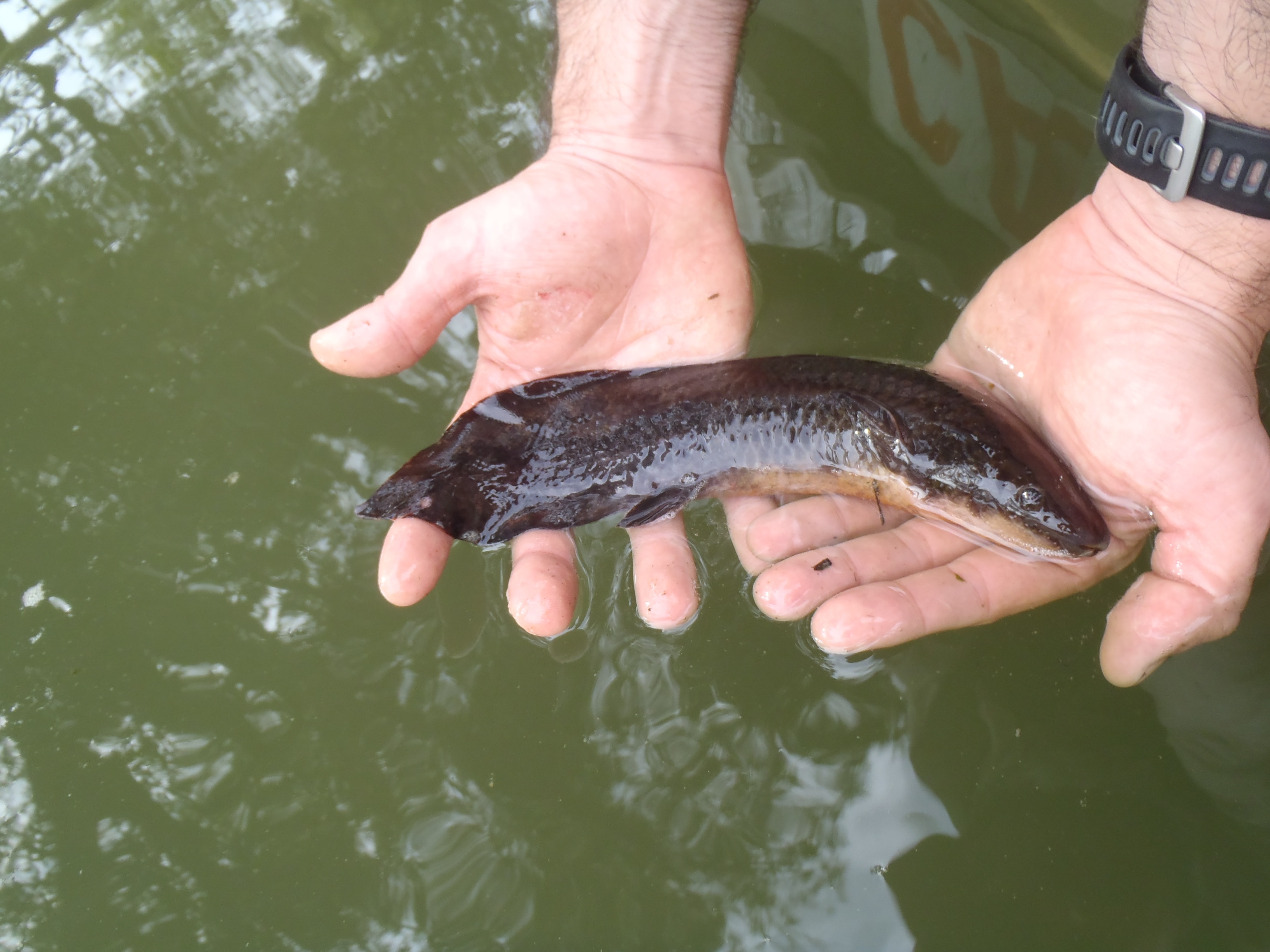 Un pequeño pez pulmonado sostenido en las manos de una persona.