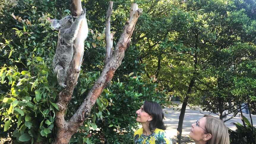 Two women looking up at a koala in a tree.