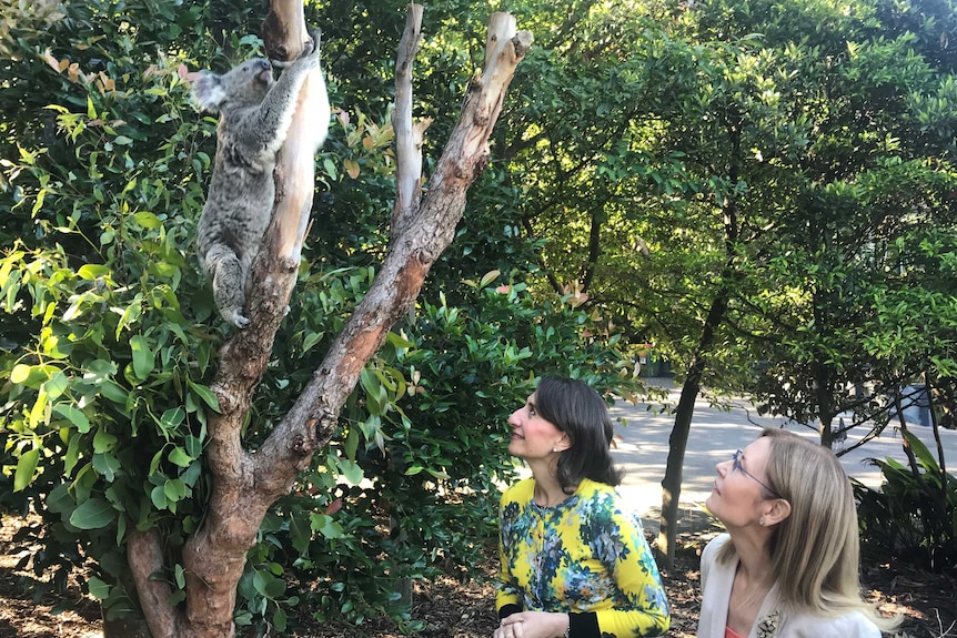 Two women looking up at a koala in a tree.