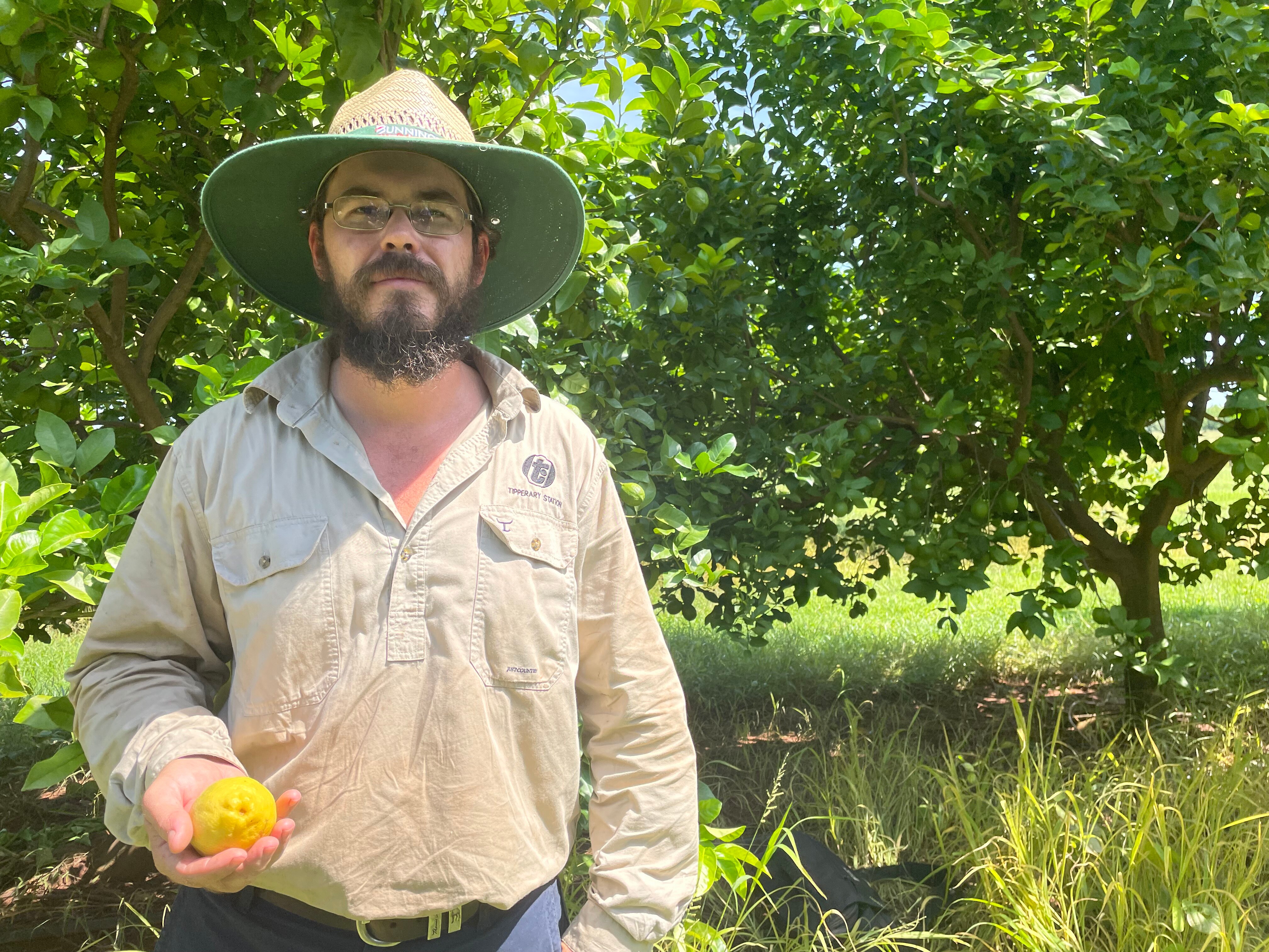 Man holding a lemon in an orchard
