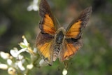 A picture of a large black and orange butterfly on white flowers.