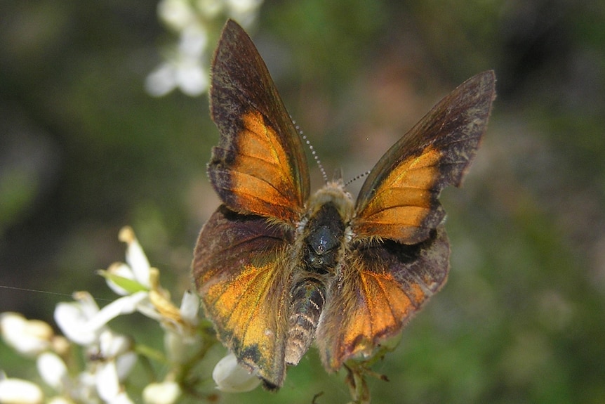 A picture of a large black and orange butterfly on white flowers.