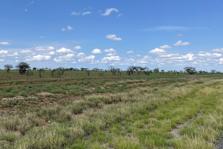 Green grass and pasture with blue sky behind.