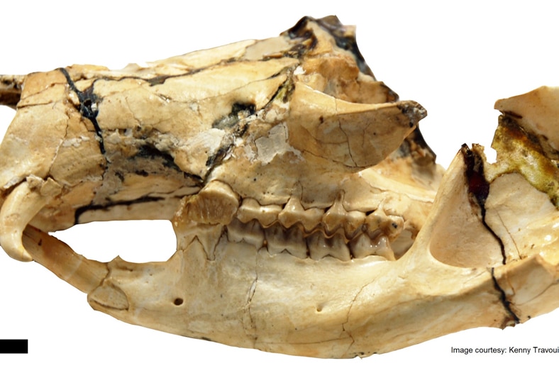 The weathered skull of Balbaroo fangaroo, an ancient species of kangaroo.