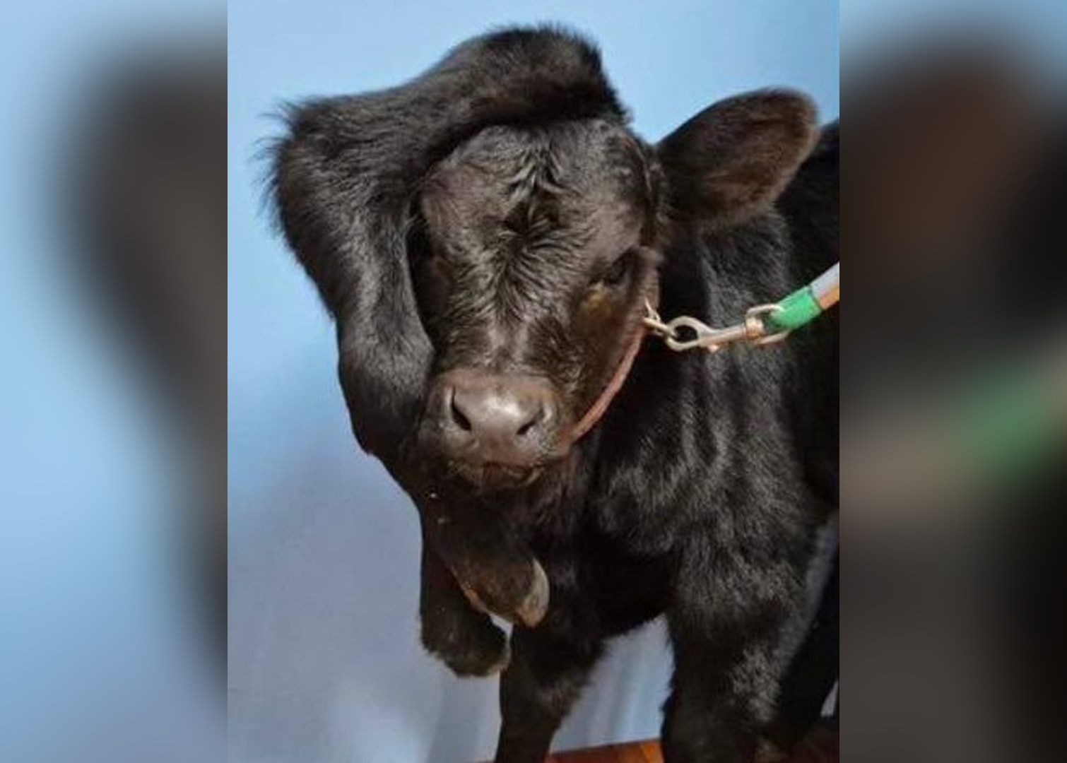 'Parasitic twinning' could explain calf born with two extra legs