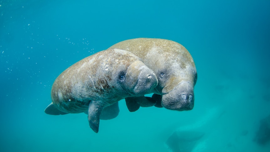Mother manatee and calf swimming in the water. 