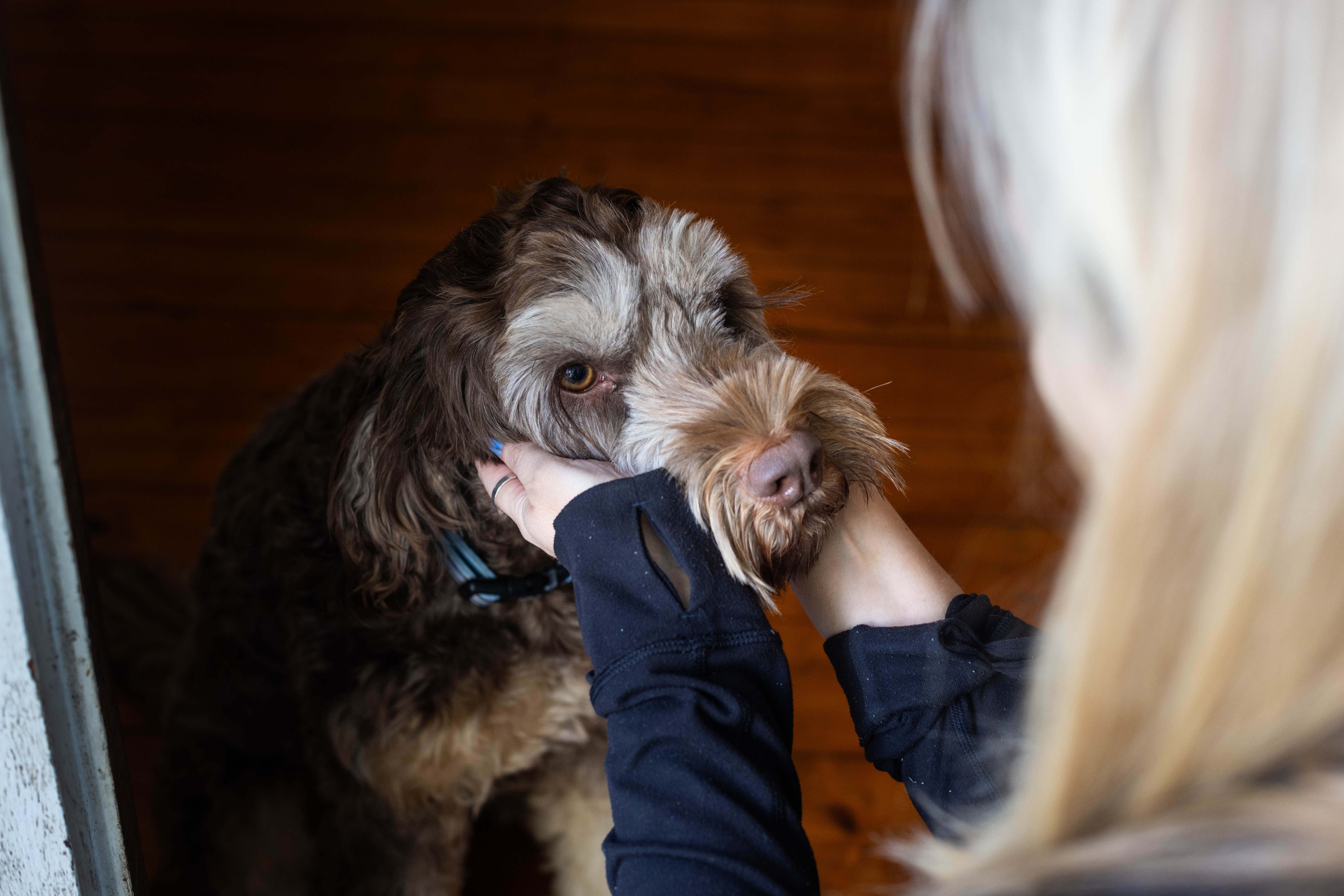 Women postpone going into safe houses until pets have homes