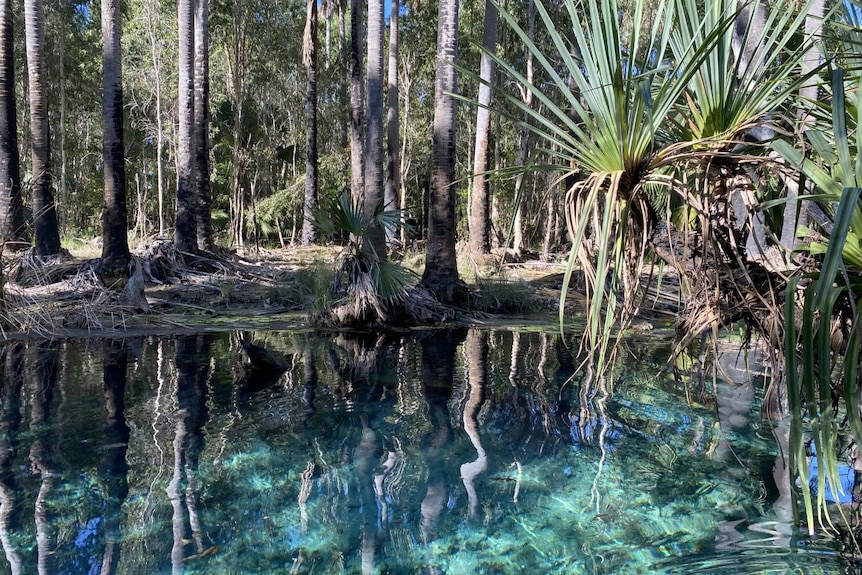 A blue swimming hole surrounded by palm fronds and trees.