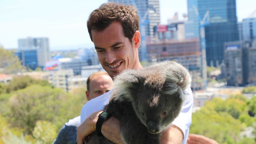 Andy Murray holding a koala in Perth's Kings Park.
