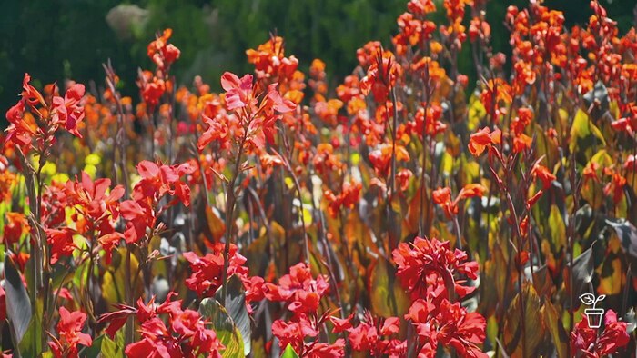 Bright red flowering plant growing in garden