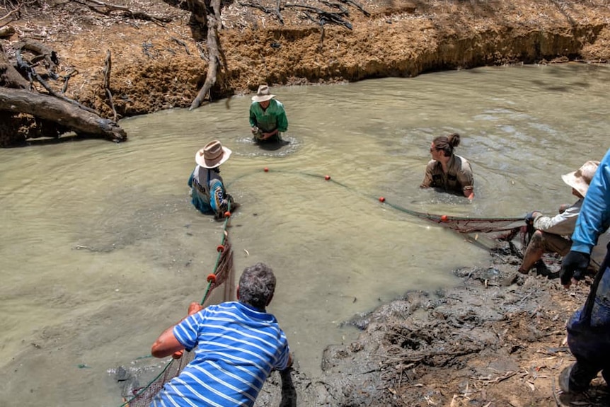 A group of people in a river trying to net fish.