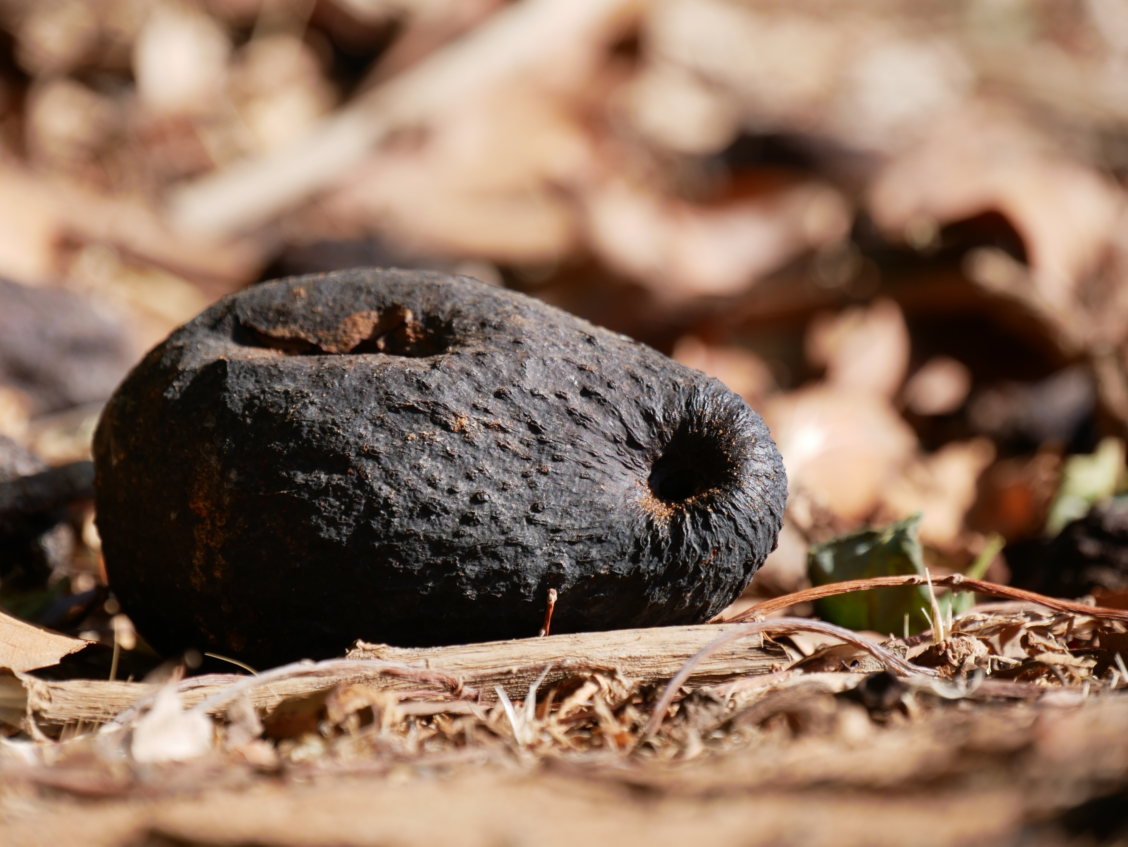 El aguacate golpeado por el calor parecía arrugado y tirado en el suelo.
