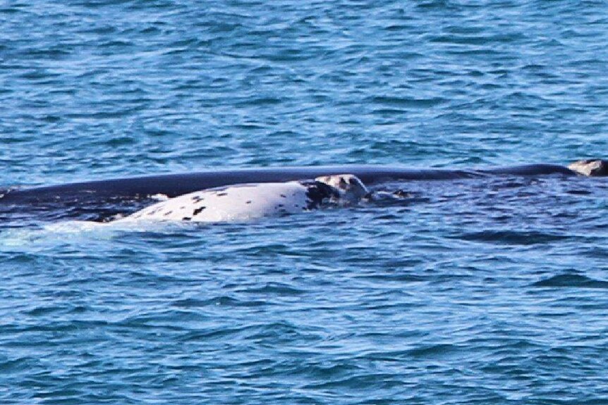 A photo of a white baby whale at Point Ann on the south coast of WA