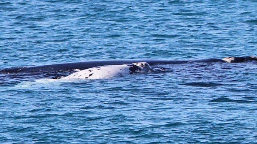 A photo of a white baby whale at Point Ann on the south coast of WA