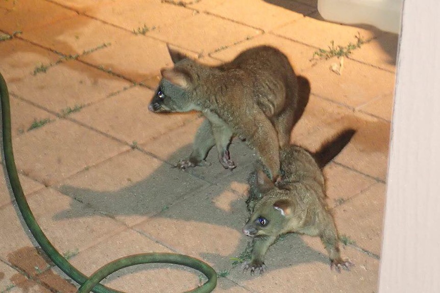 Mother possum with its baby after escaping from a python