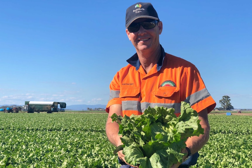 Lockyer Valley farmer Anthony Staatz holds a lettuce in a field near Gatton on August 10th, 2018