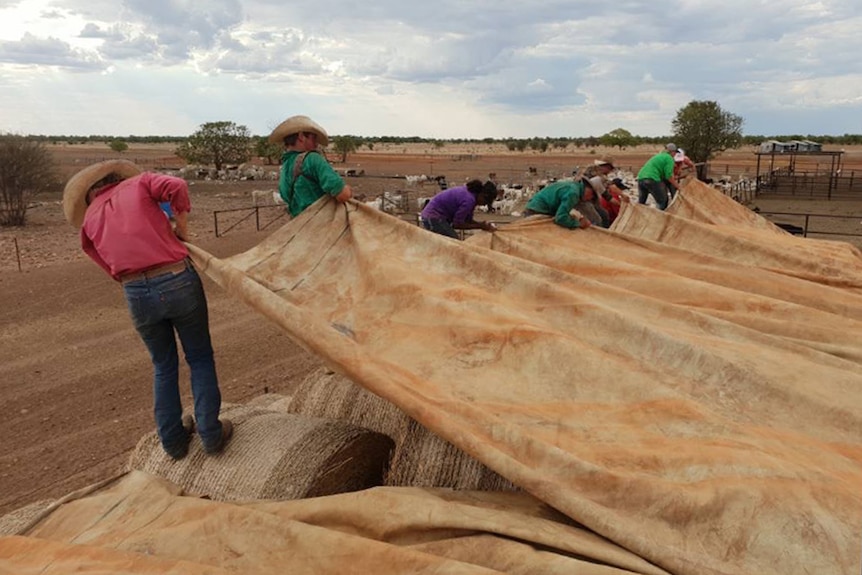 people pulling a tarp over hay bales with cattle in the background.