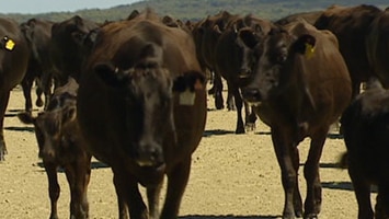 Wagyu cattle running in Australia.