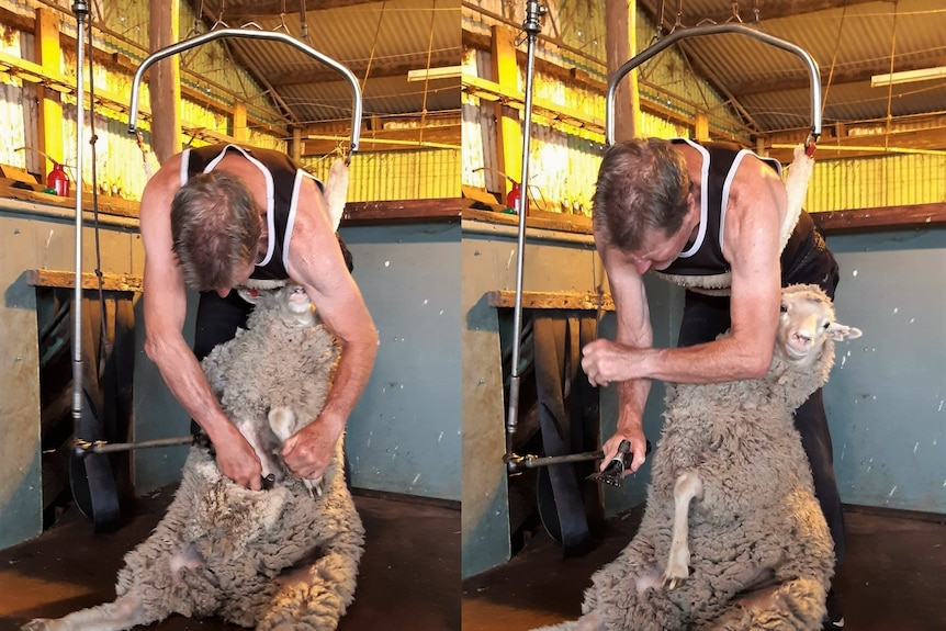Two photos of a man shearing using a back brace.