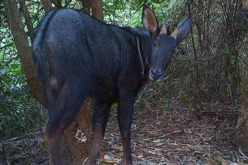 A serow in the wild in myanmar