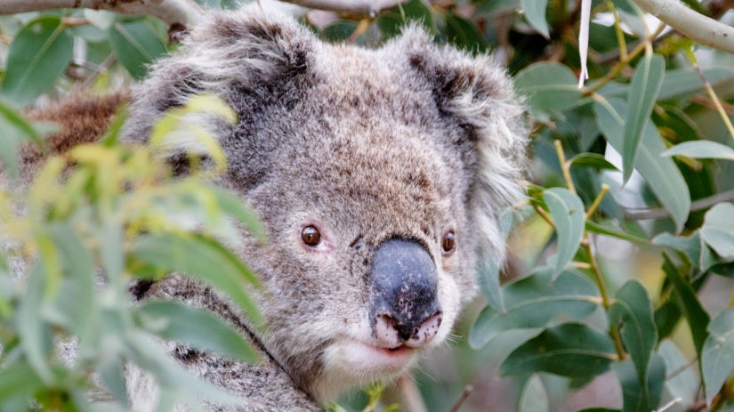 Koala in Otway National Park, Victoria.