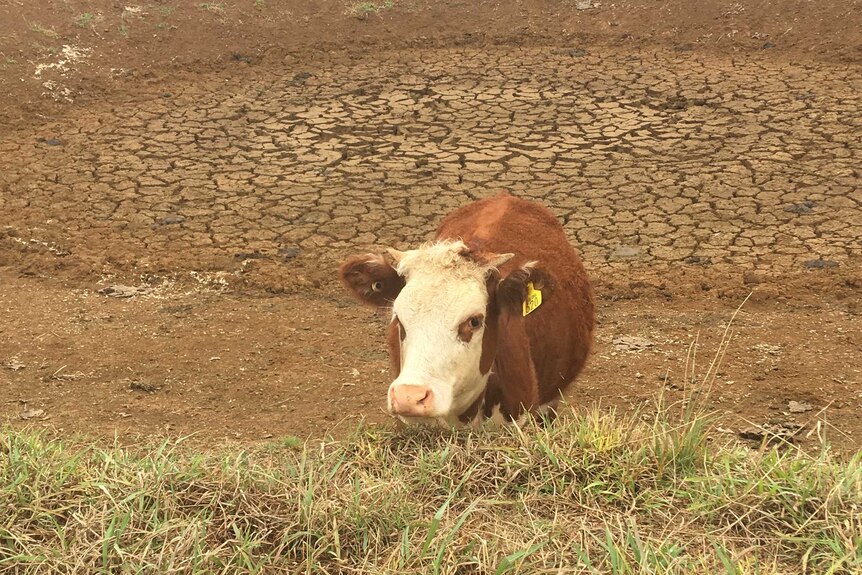 A cow stands in a dry, brown dam, surrounded by brown farmland.