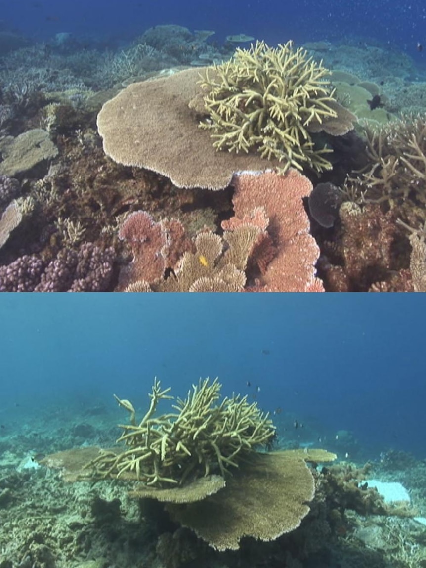 Great Barrier Reef damaged after cyclone