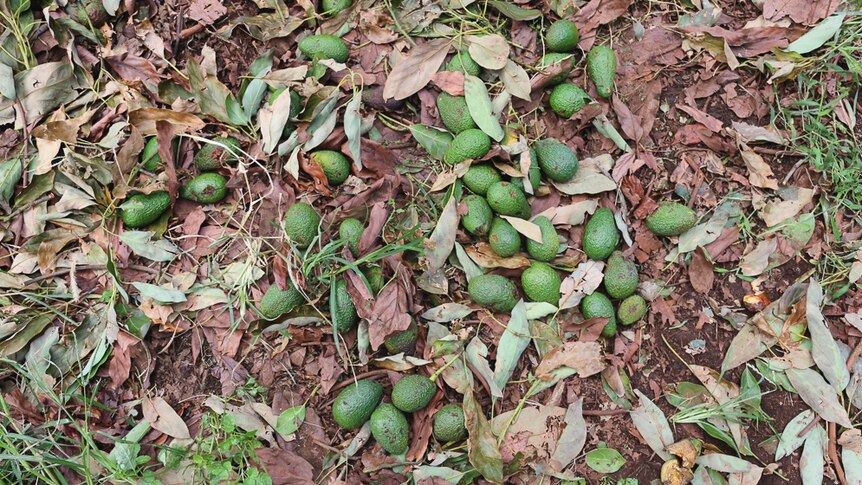 Damaged avocados lay on the orchard floor.