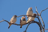 Birds are abundant at the Paroo Darling National Park