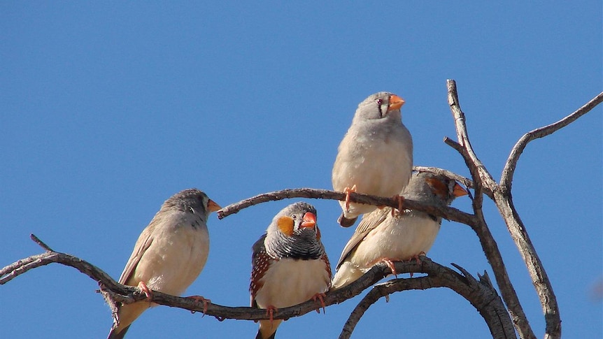 Birds are abundant at the Paroo Darling National Park
