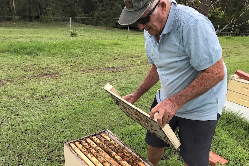 A man checking a beehive.