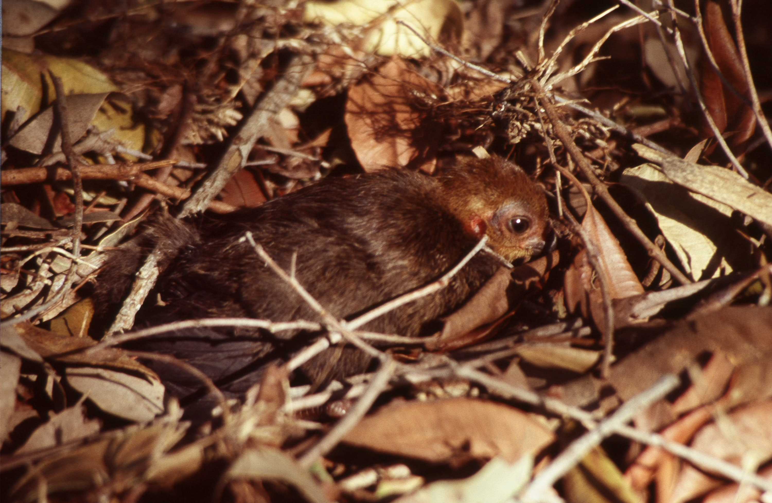Five reasons to love brush turkeys ABC News