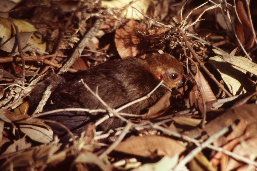 A brush turkey chick just hatched sitting in amongst leaves and twigs