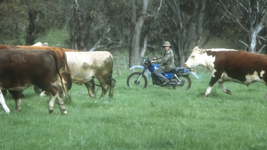 a man on a motorbike mustering cattle.