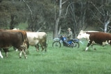 a man on a motorbike mustering cattle.
