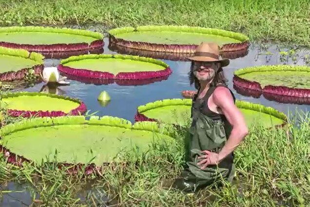 A man stands in a body of water surrounded by giant waterlilies. 