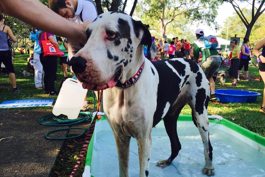 Darwin Million Paws Walk 2015