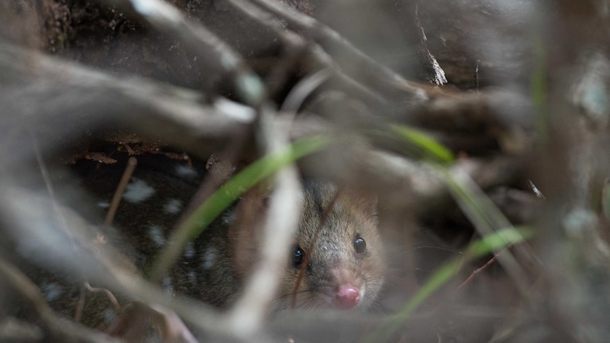 Eastern quoll released in Booderee National Park, Jervis Bay in March 2018.