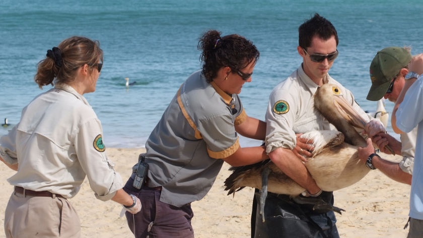 Animal rescue workers with oil-affected pelican