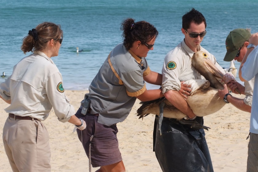 Animal rescue workers with oil-affected pelican