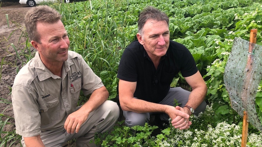 two men squat in a paddock of wombok