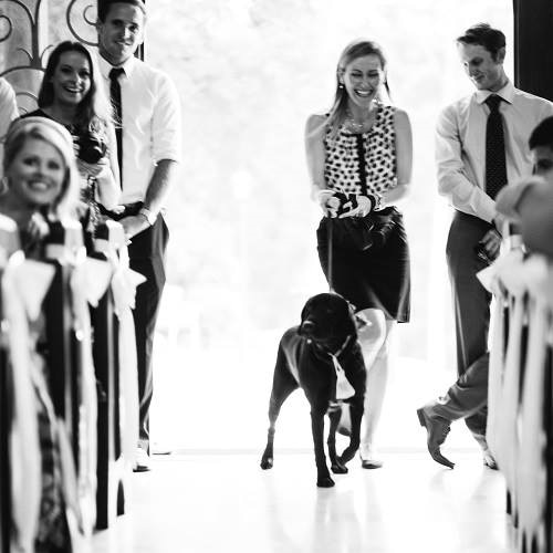 Dog makes entrance to church with guests smiling, looking on