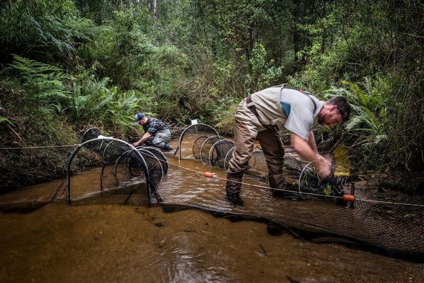 Researchers setting nets to catch platypus in a river