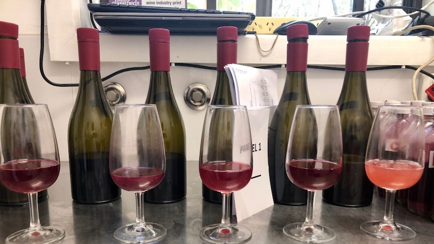 A row of unmarked wine bottles in front of a row of wine glasses.