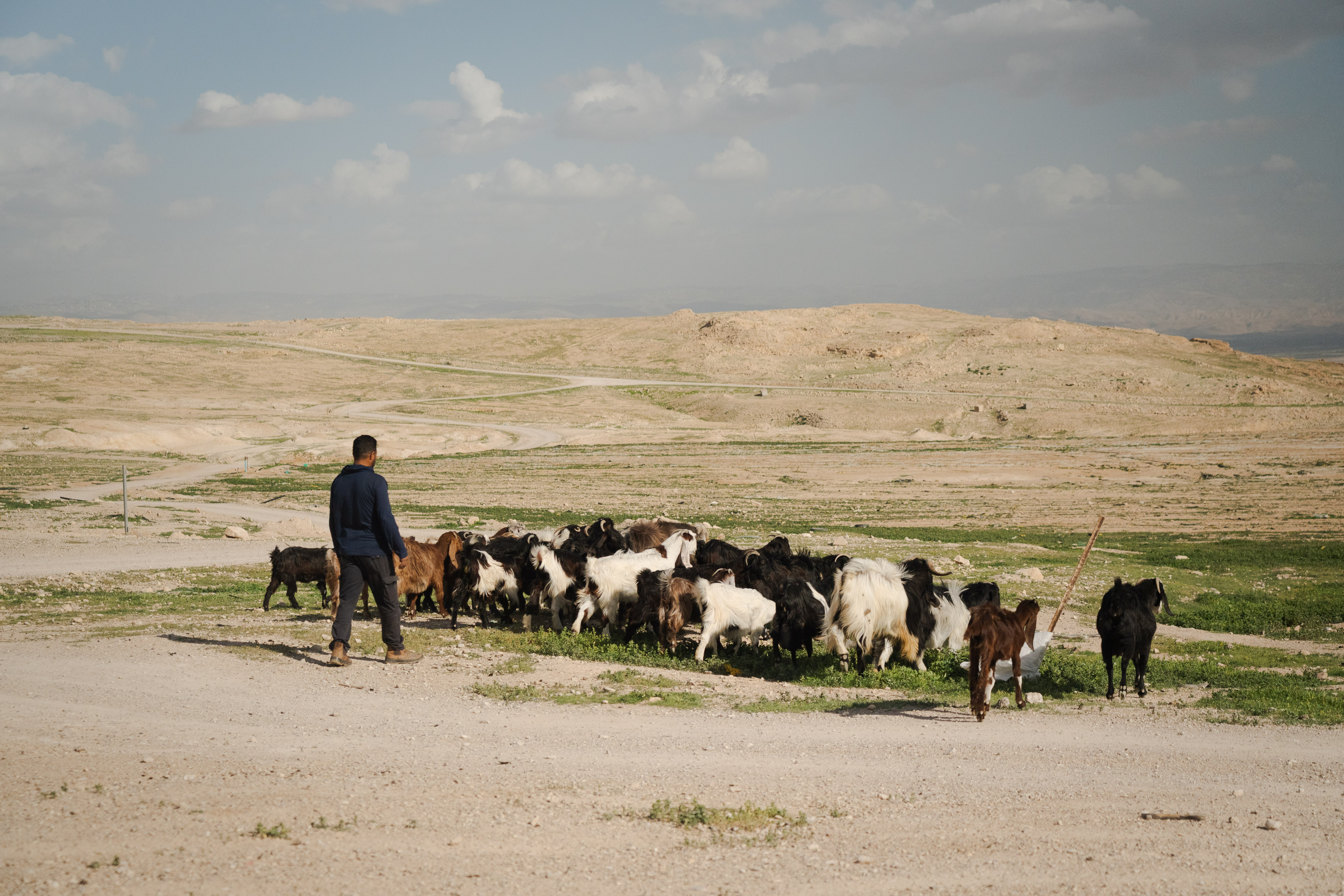 A man heards goats along a patch of land.