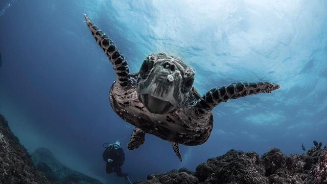 A turtle swimming towards the camera.