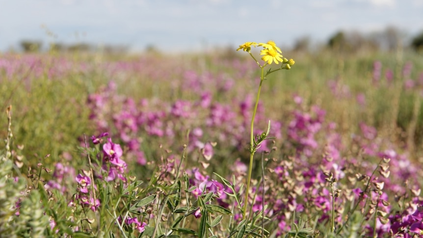 A yellow flower towers over a cluster of purple flowers.