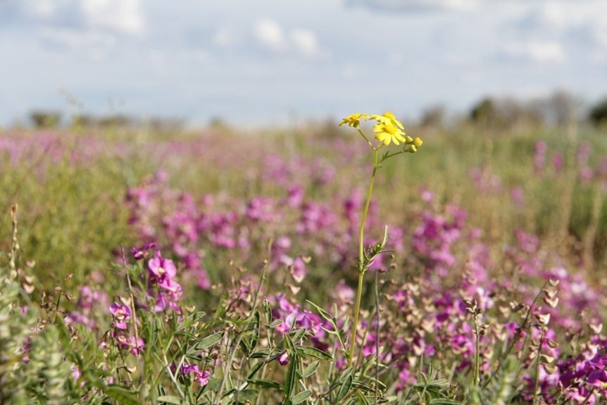 A yellow flower towers over a cluster of purple flowers.