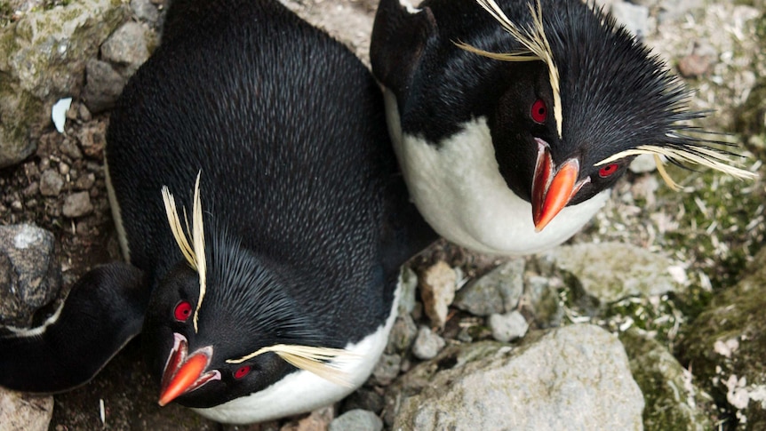 Rockhopper penguins on Heard Island