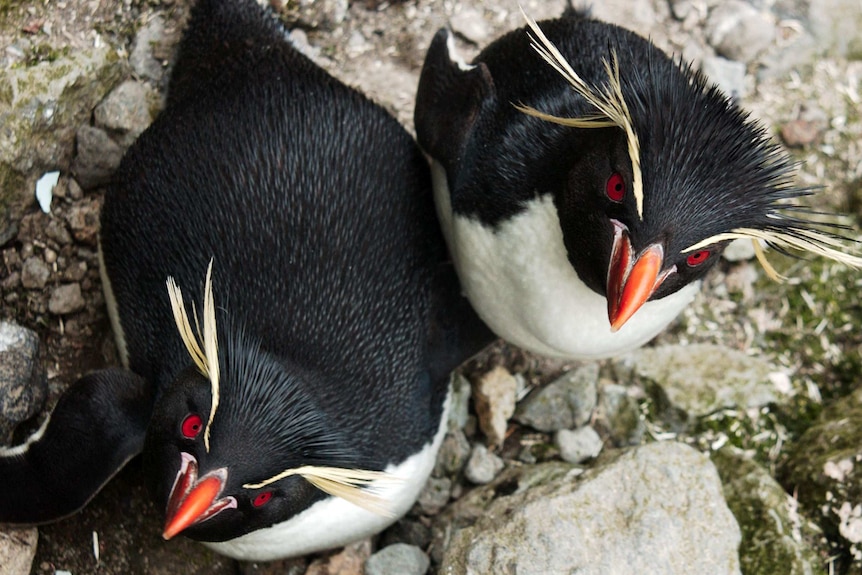 Rockhopper penguins on Heard Island